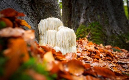 Is Lion’s Mane Effective for Managing ADHD?