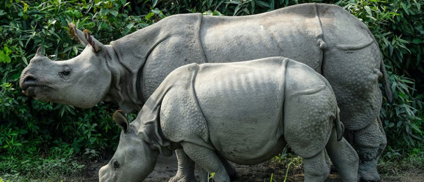 Explore Nature at Pobitora Wildlife Sanctuary in Assam