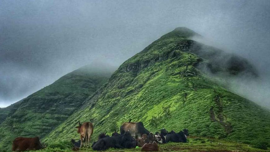 Explore the Natural Charm of Brahmagiri Nashik Hills Today