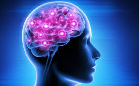 Chiropractic-Backed Picks: Best Brain Health and Liver Support Supplements for Peak Vitality