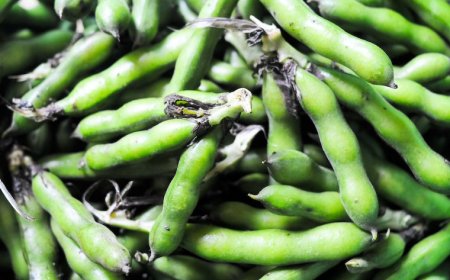 Fava Beans Market  Size, Share, and Growth Analysis 2025-2033