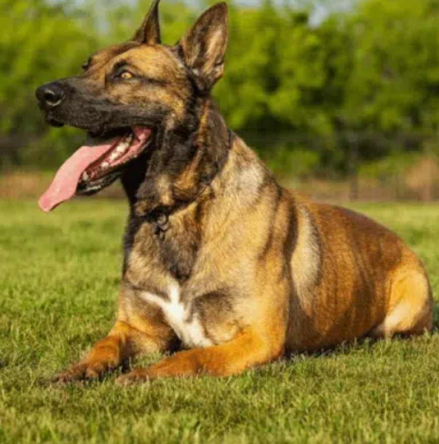 Executive Protection Dogs for Sale: The Ultimate Guide to Personal Protection Dogs