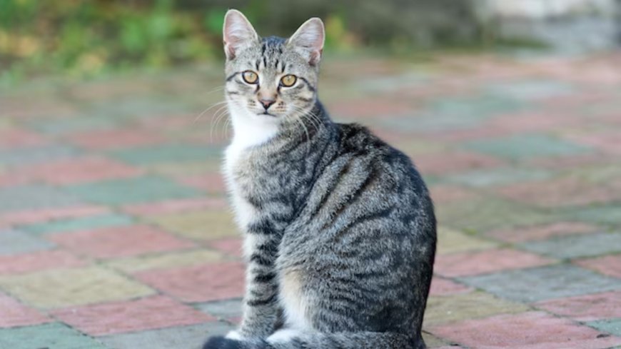 Is Pet Sitting in NYC Affordable with Gotham City Cat Care?