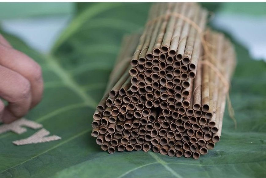 Business Plan to Setup a Dry Coconut Leaves Based Biodegradable Straw Manufacturing Plant: Project Report 2025